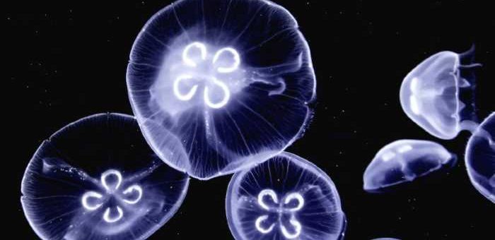 morsi di medusa