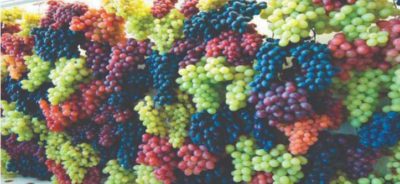 proprietà nutrizionali uva