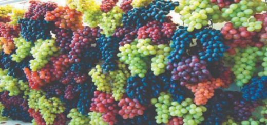 proprietà nutrizionali uva