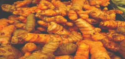 radice di curcuma
